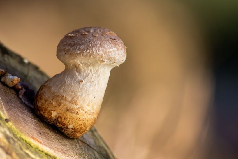 Warum steht ein Pilz im Wald? von Your Happy Life