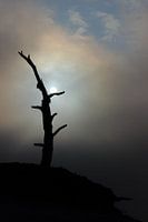 Nebellandschaft mit durchbrechender Sonne in der Nähe eines toten Baumes