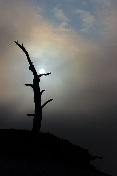 Paysage de brouillard avec soleil perçant près d'un arbre mort par Gert van Lagen