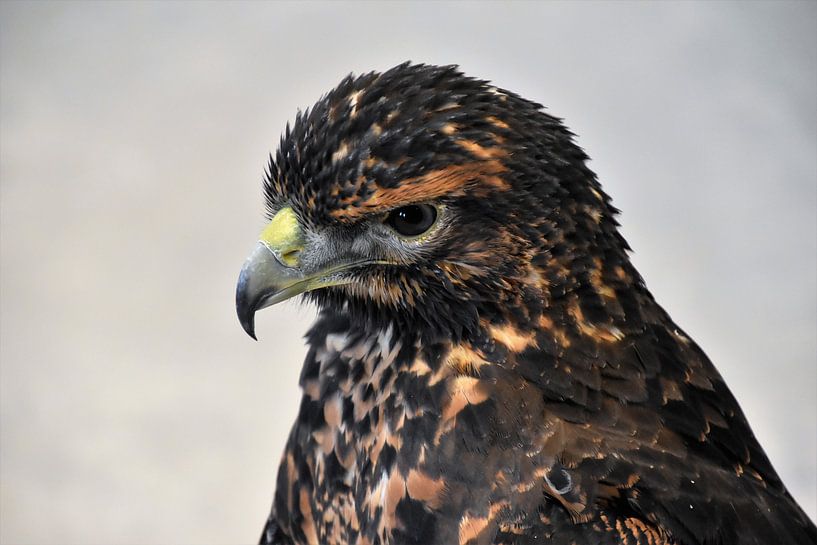 Portret Arend von Susan Dekker