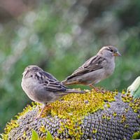 Musjes op zonnebloemen.