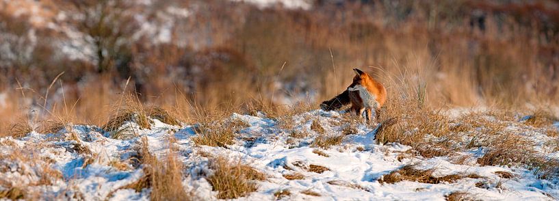 Fuchs im Schnee-Panorama von Anton de Zeeuw