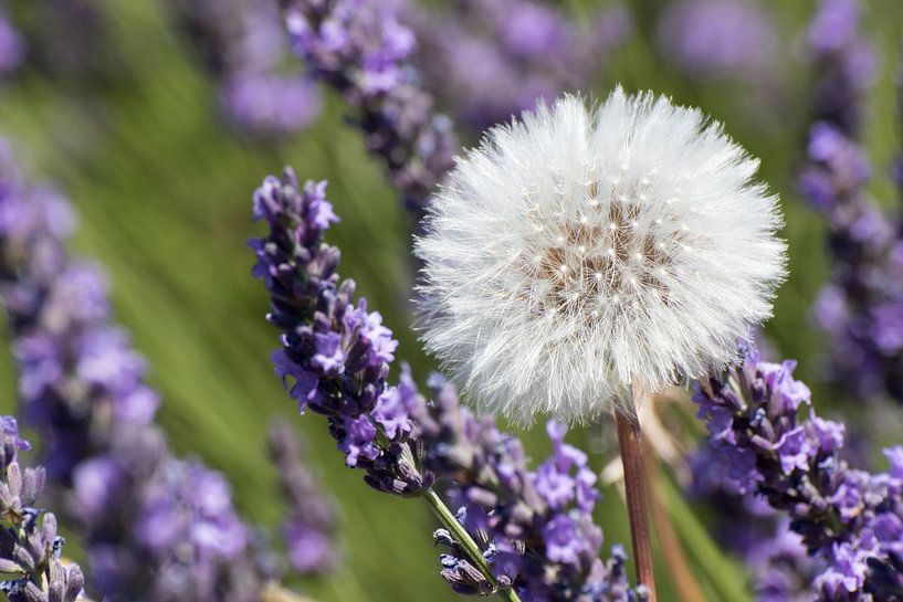 Paardebloem in lavendelveld von Jolanda van Eek en Ron de Jong