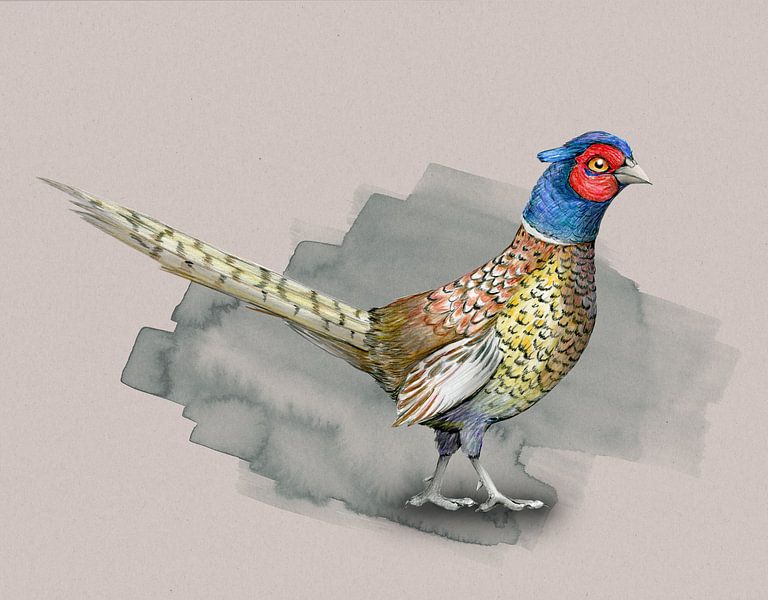 Pheasant in colored pencil by Bianca Wisseloo