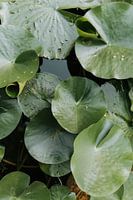 des nénuphars dans l'eau