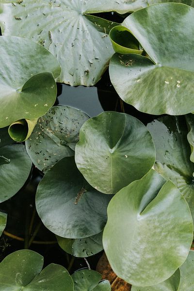 des nénuphars dans l'eau par Iris van Tricht