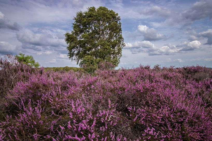 Blühendes Heidekraut mit Baum von Hans Hoekstra