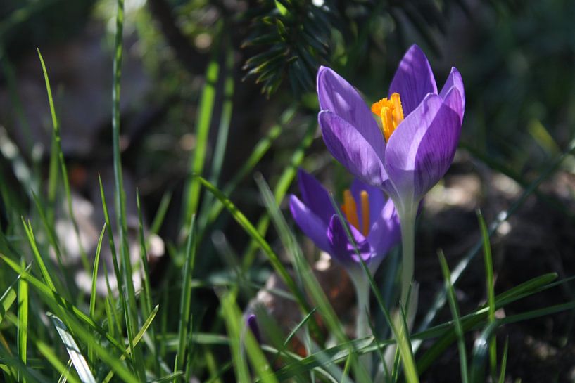 Voorjaarontwaken von Jose Vink