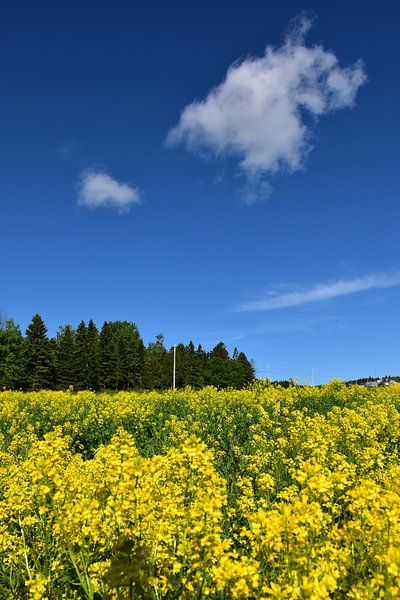A rapeseed field in summer by Claude Laprise