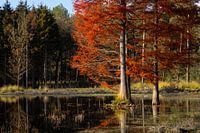 kleurrijke moerascipres