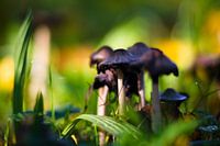 Champignon d'encre dans l'herbe