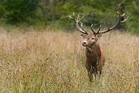 Red deer De Mortelen