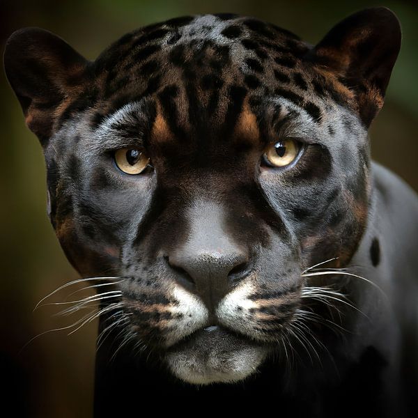 black panther by Jacco Hinke