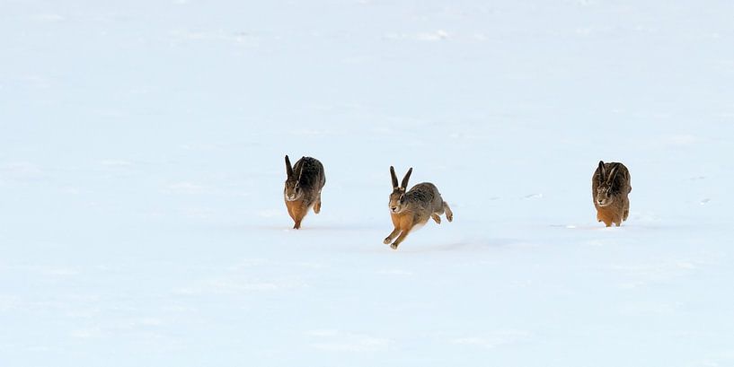 Hare in Winterlandschaft  von Roel Ovinge