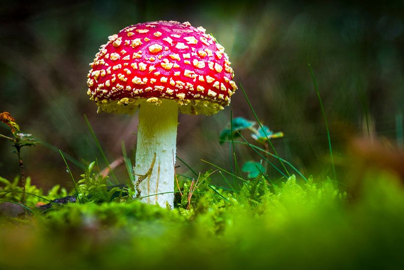 Pilz, Fliegenpilz von Lex van Lieshout