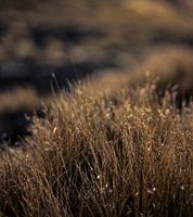 Gefangene Wassertropfen
