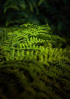 l'incidence ludique de la lumière sur les fougères vertes