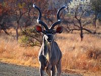 Kudu