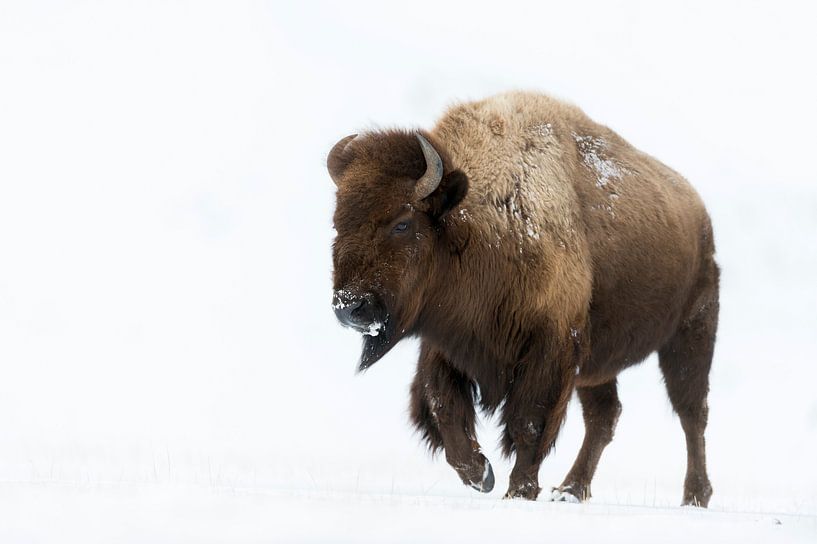 Bison américain ( Bison bison ) dans la neige, Yellowstone NP par wunderbare Erde