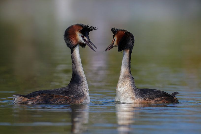 L'amour est dans l'air ! La parade nuptiale du grèbe par Kneeke .com