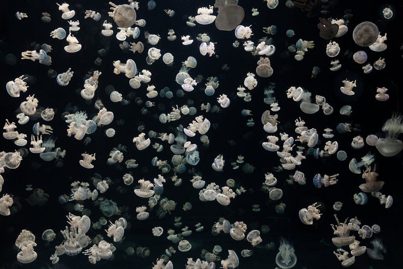 Nur ein paar Gelees von Sebastian Graf