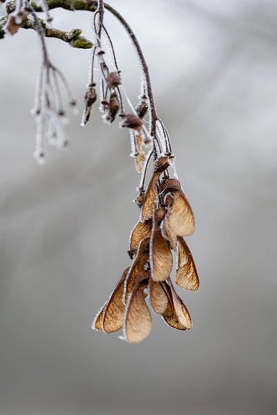 Ein Bündel Ahornsamen mit Reifung von Anouschka Hendriks