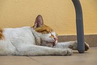 Katze macht Mittagsschlaf