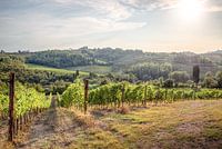 Tuscan vineyards