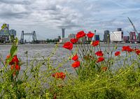 Colourful poppies along the Maas boulevard