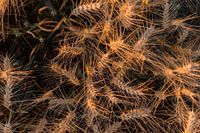 Sonnenuntergang in einem Getreidefeld