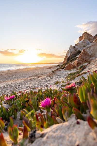 Coucher de soleil sur la plage de sable Praia da Falésia. Falaises Fleurs roses près d'Albufeira, Portugal par Fotos by Jan Wehnert