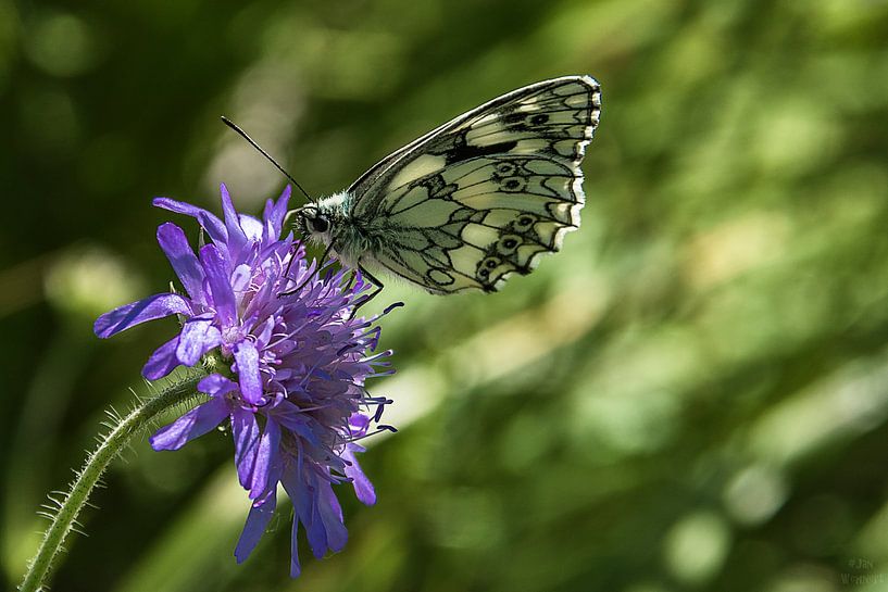 Papillon sur une fleur par Fotos by Jan Wehnert