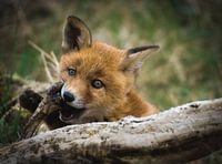 Young fox with bone