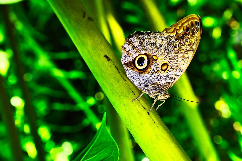 Schmetterling auf wunderschönen Pflanzen von Andreas Völkel