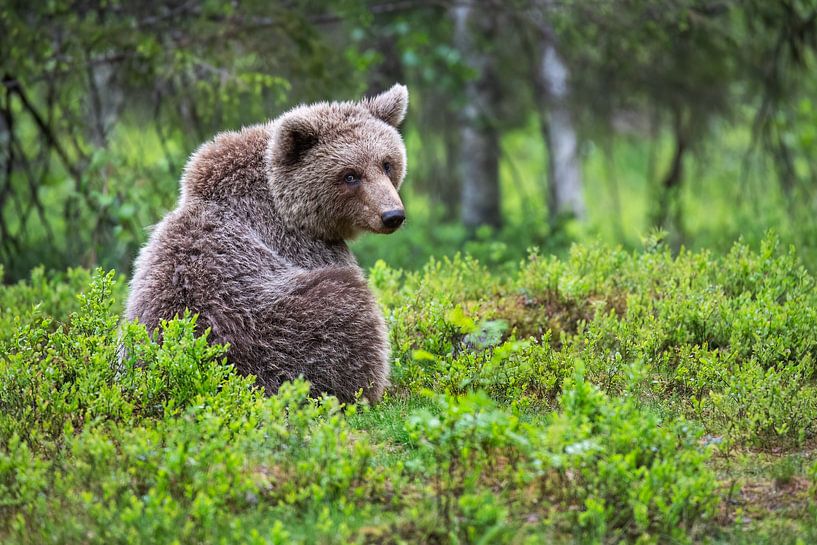 Contact visuel avec un ours brun par Daniela Beyer