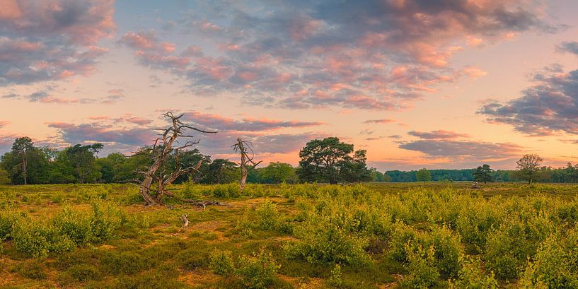 Panorama eines Sonnenaufgangs im Nationalpark Drentsche Aa von Henk Meijer Photography