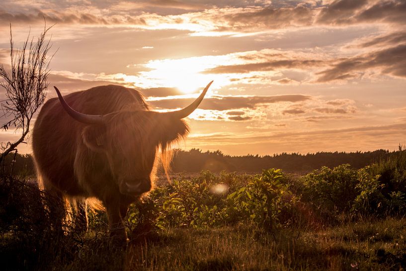 Schotse Hooglander van Melanie Bruin