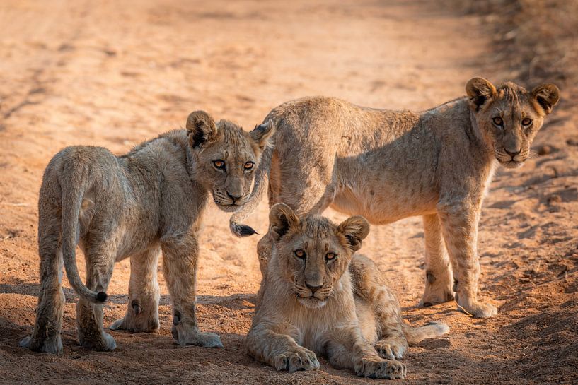 Drie koningen (Leeuwen welpjes) van Thomas Bartelds