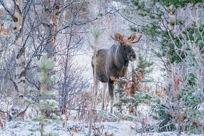 Moose par Merijn Loch