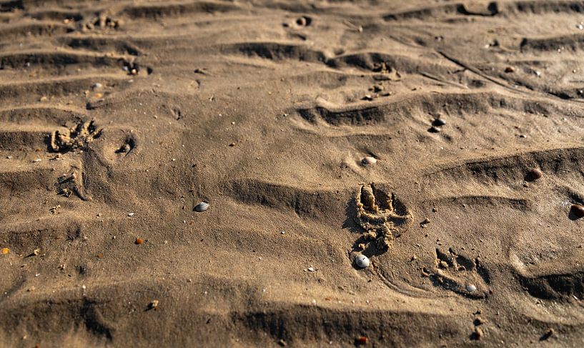 La patte du chien dans le sable par Percy's fotografie
