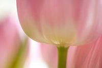 Tulip in macro