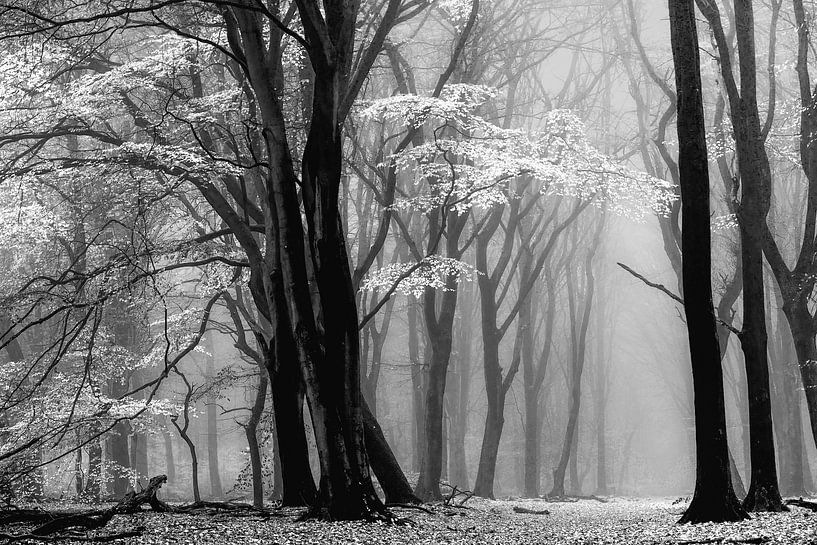 Der Winter kommt von Lars van de Goor
