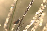 dikkopje in het ochtendlicht