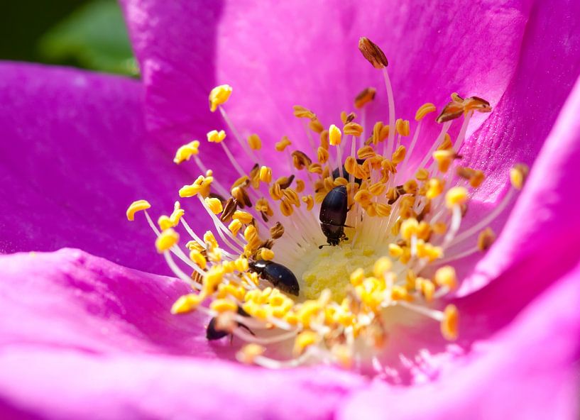 Kartoffelrose von Bo Valentino