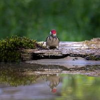 Ein junger Buntspecht