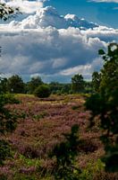 Groevenbeekse Heide Ermelo