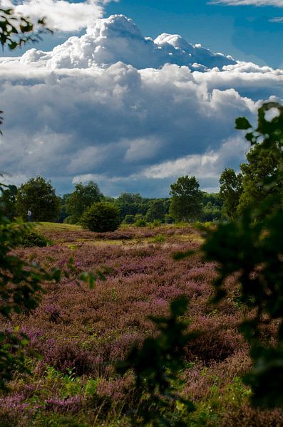 Groevenbeekse Heide Ermelo von Rianne Hazeleger