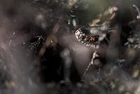 Kreuzotter (Vipera berus)