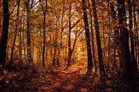 Goldenes Licht im Herbstwald