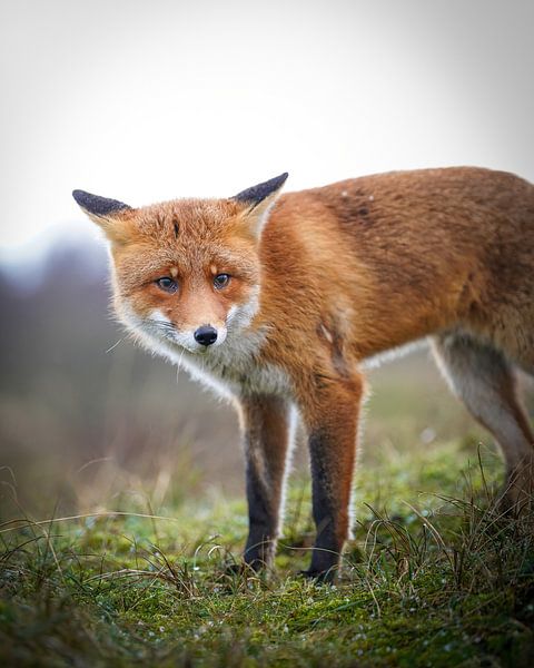 Vos in wintervacht van Tom Zwerver